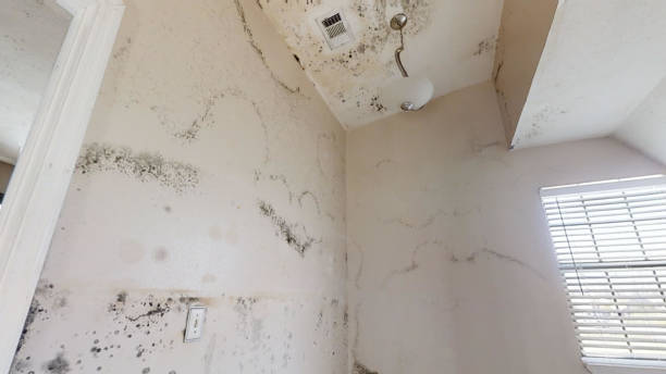 Best Flood Damage  in Suncoast Estates, FL