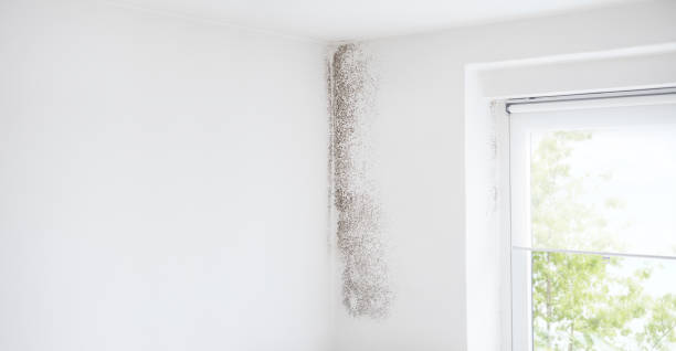 Best Mold Removal for HVAC Installations  in Suncoast Estates, FL