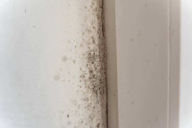 Best Emergency Mold Remediation  in Suncoast Estates, FL